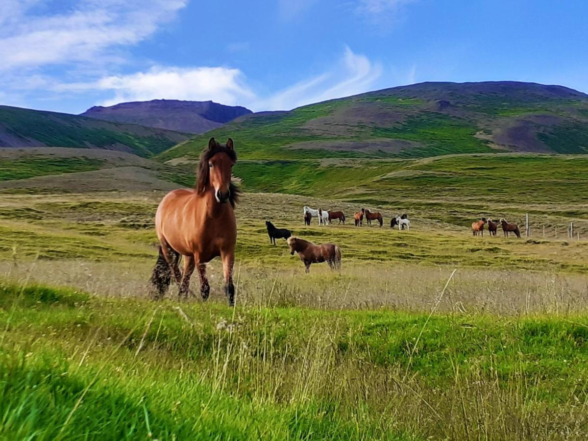 Skarth Guesthouse Saudarkrokur Dış mekan fotoğraf